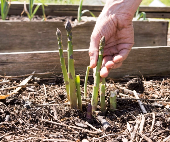 planting asparagus crowns