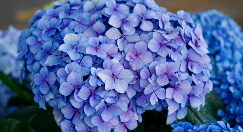pruning hydrangeas pruning hydrangeas