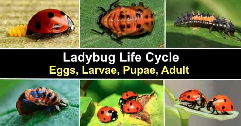 ladybug metamorphosis