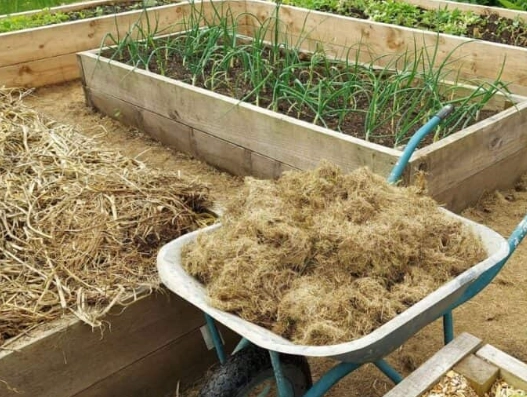 raised bed gardening tips