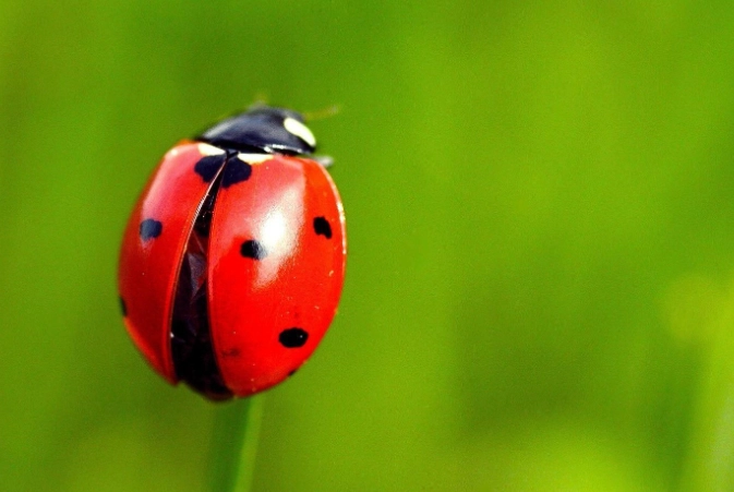 Ladybug stages for children Ladybug stages for children