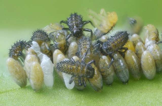 what do ladybug eggs look like what do ladybug eggs look like