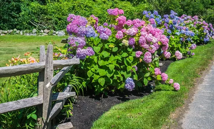 growing hydrangeas growing hydrangeas