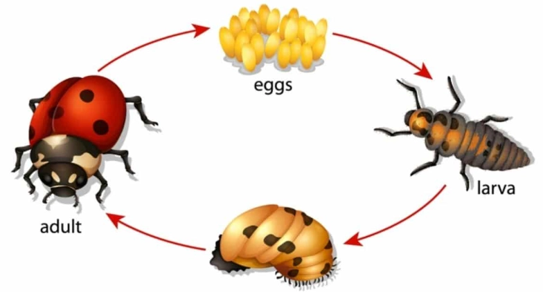 ladybug lifecycle