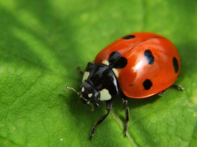 Ladybug stages for children Ladybug stages for children