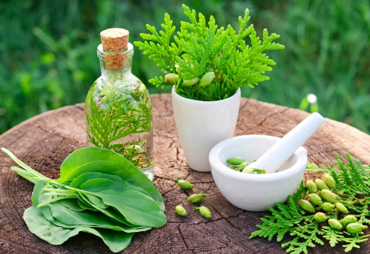 herbal medicine herbal medicine