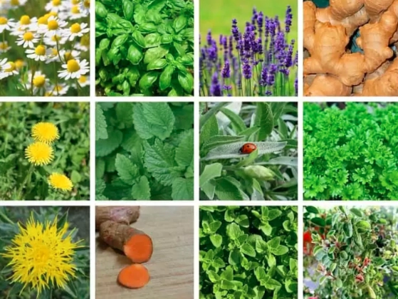 benefits of medicinal plants benefits of medicinal plants