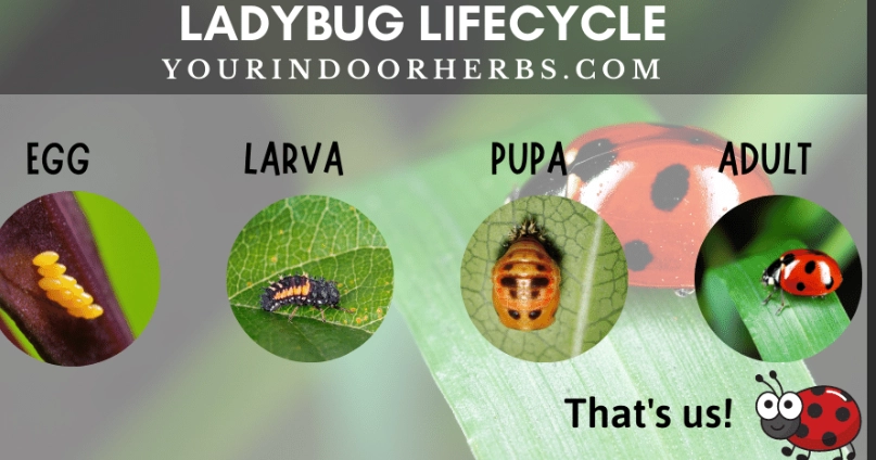 ladybug lifecycle