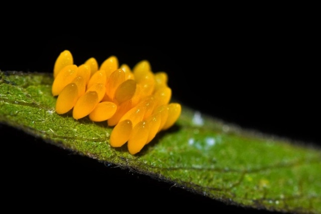 ladybug life cycle ladybug life cycle