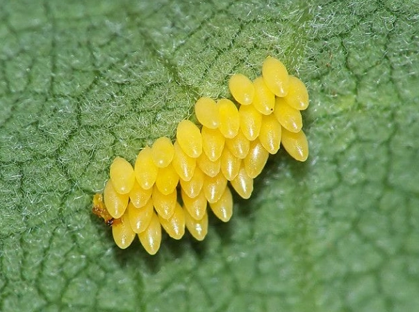 ladybug eggs identification ladybug eggs identification