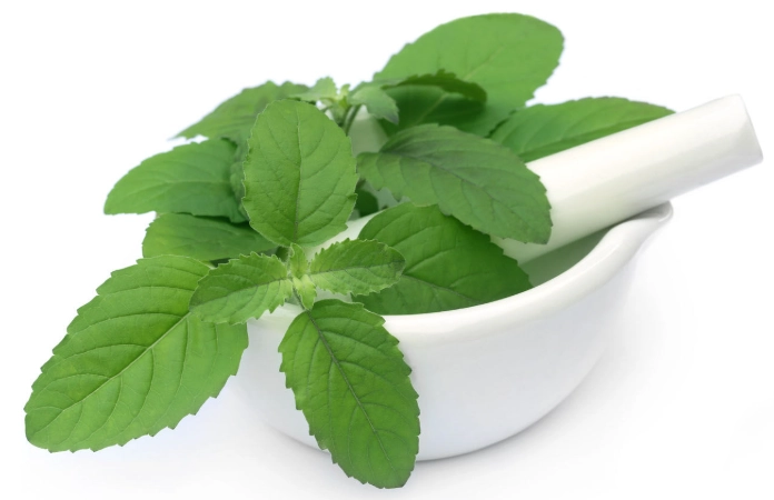 benefits of medicinal plants benefits of medicinal plants