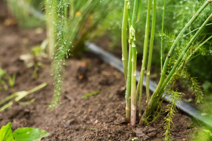 asparagus fern care
