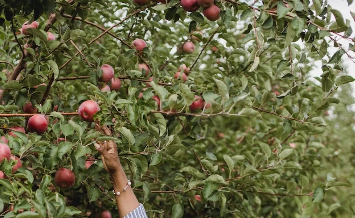 fruit tree fertilizer