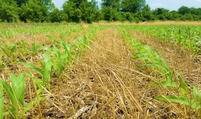cover crops for soil health