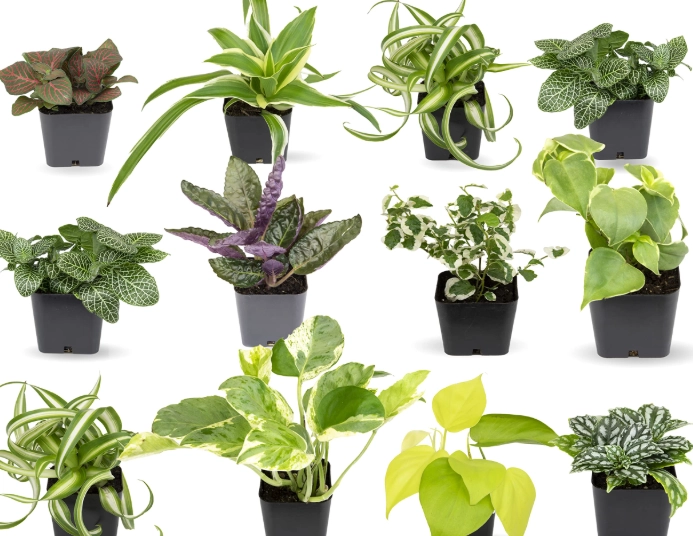 plant identification by common name