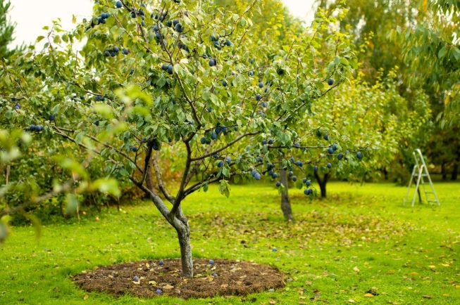 how to prune fruit trees