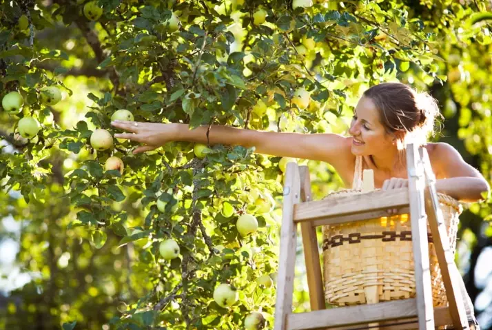 how to prune fruit trees