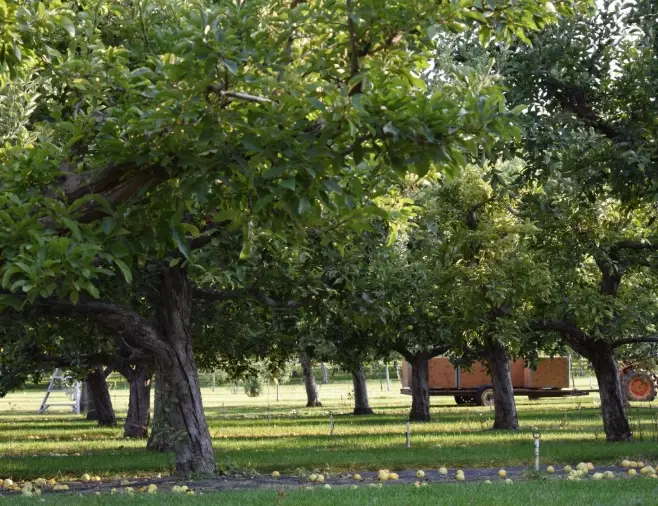 fruit tree fertilizer