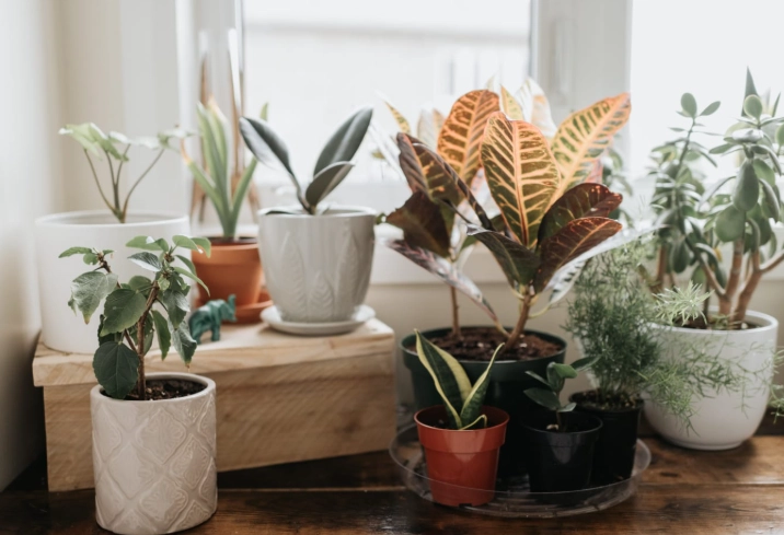 plant identification by common name