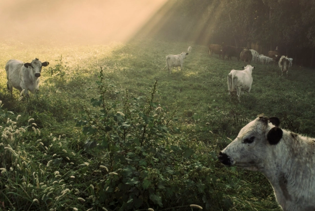drought resistant plants