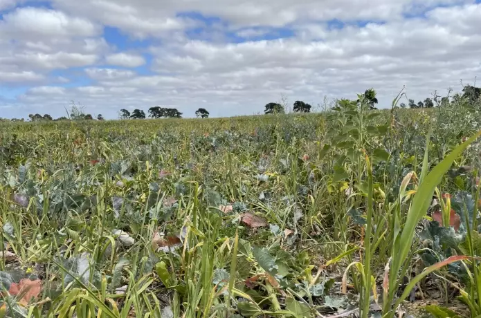cover crops benefits
