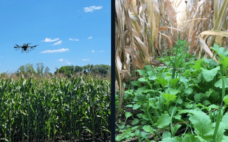 best cover crops