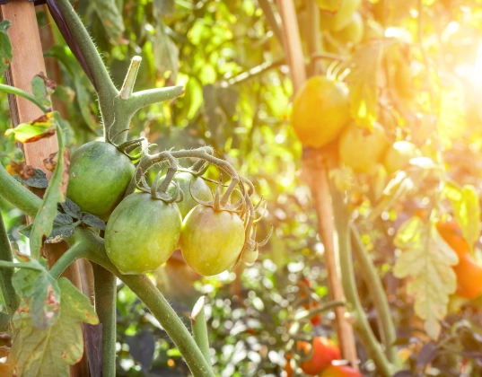 climate change gardening