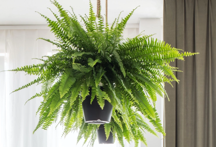 common vs botanical plant names