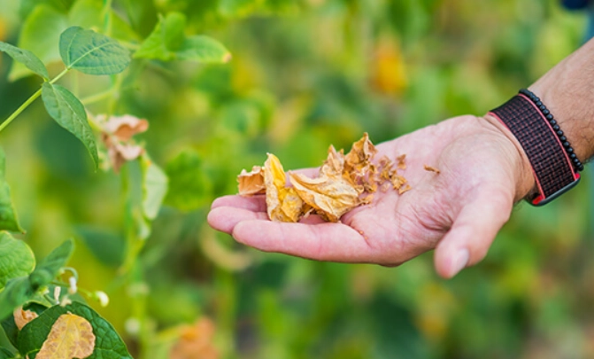 sustainable gardening