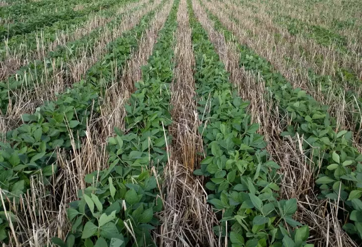 cover crops benefits