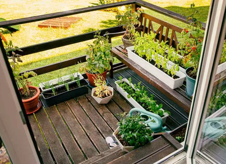 balcony gardening