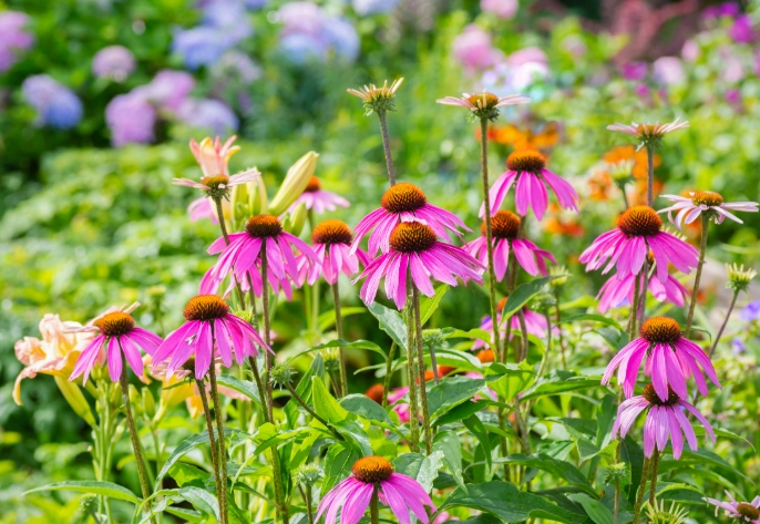 plant identification by common name