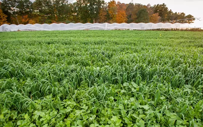 cover crops for soil health