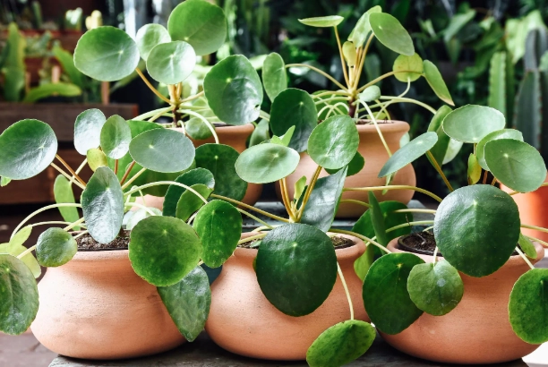 plant identification by common name