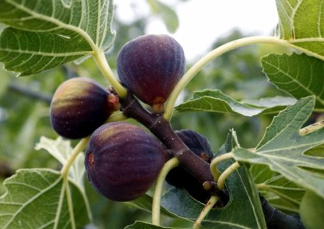 how to grow figs