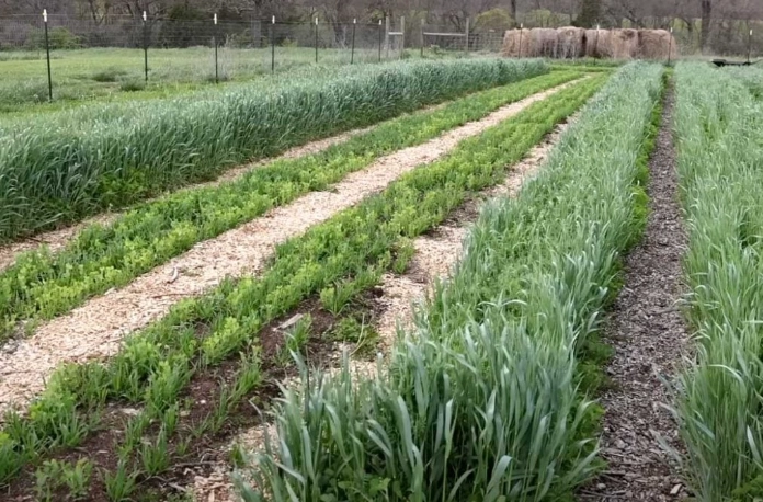 cover crops benefits