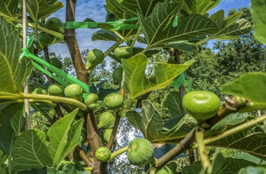 growing figs