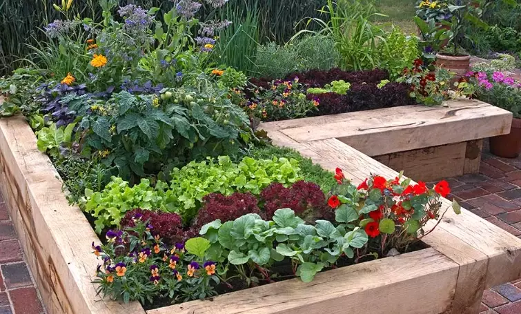 raised bed garden