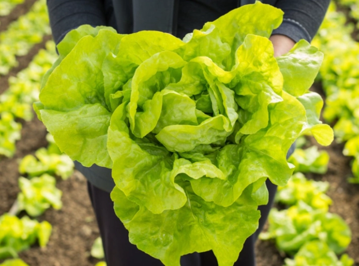 harvesting lettuce