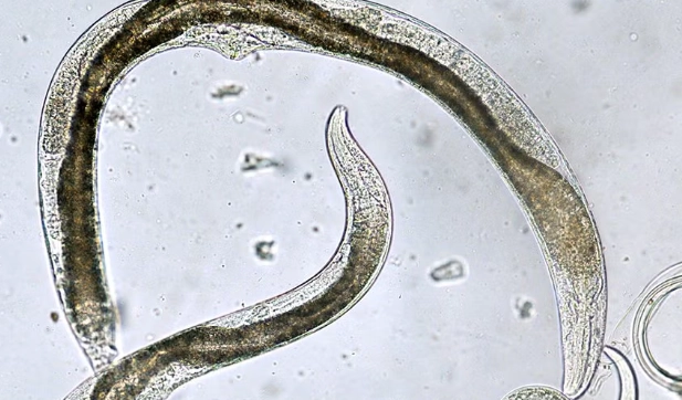beneficial nematodes