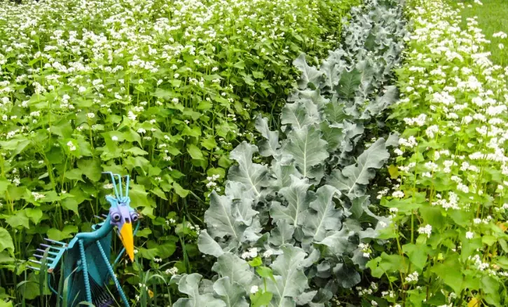best cover crops