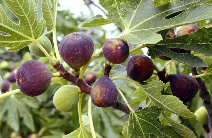 how to grow figs