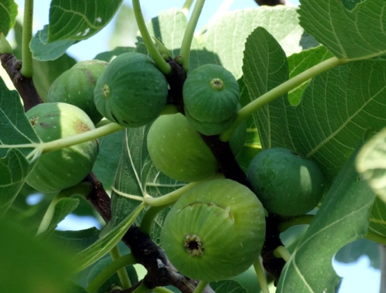 growing figs