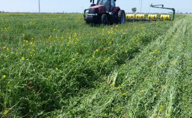 best cover crops
