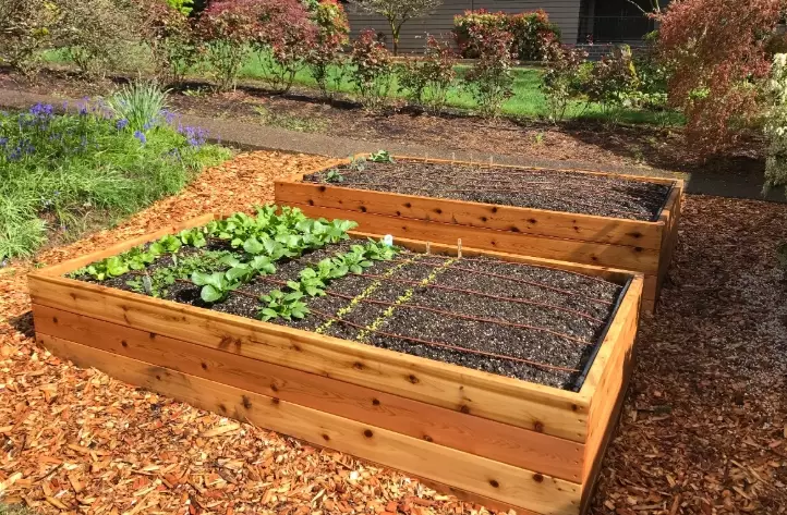 raised bed gardening