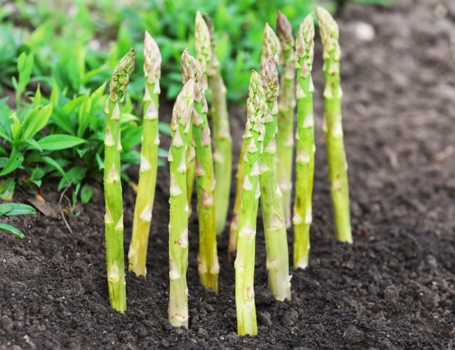 asparagus varieties asparagus varieties