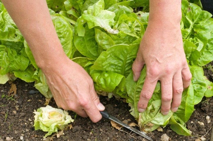 harvesting lettuce