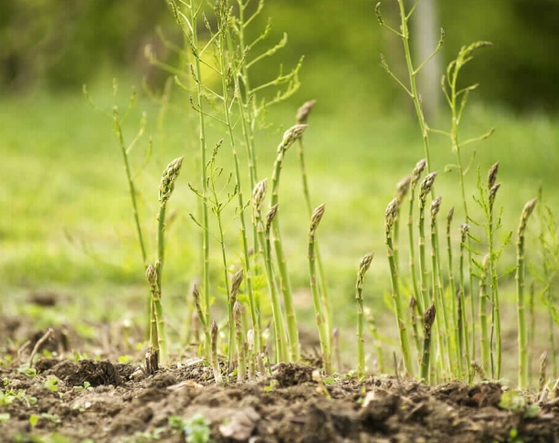 asparagus plant care asparagus plant care