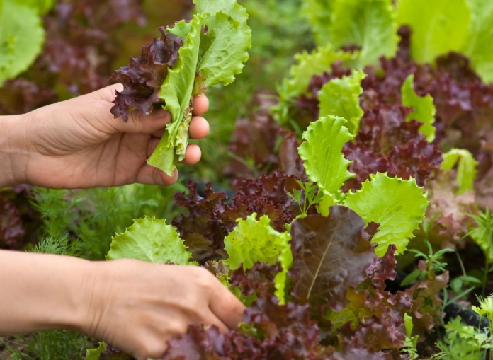 how to tell when lettuce is ready