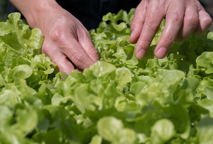 harvesting lettuce